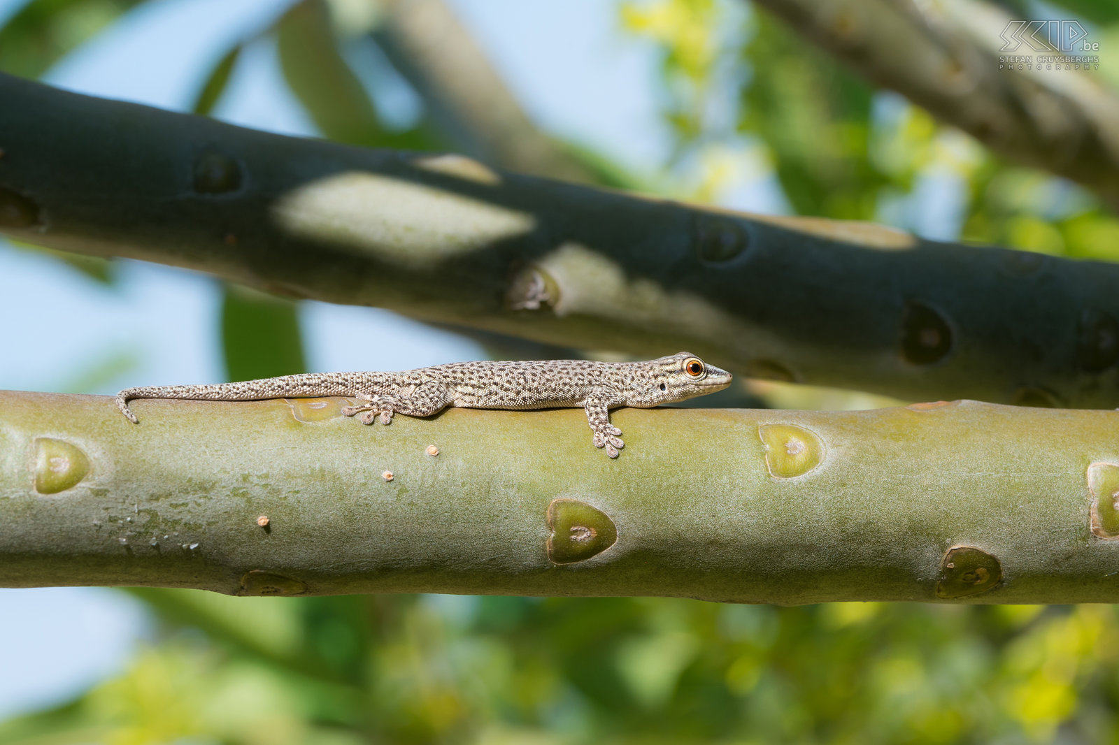 Miandrivazo - Phelsuma daggekko In tegenstelling tot de meeste gekko’s die nachtdieren zijn, zijn de Phelsuma dag gekko's (Phelsuma mutabilis) dagactieve hagedissen. Wij konden er heel wat spotten nabij onze lodge in Miandrivazo. Stefan Cruysberghs